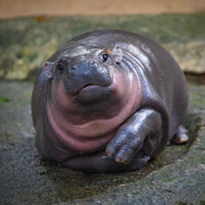 ys_lov_py's profile picture. 