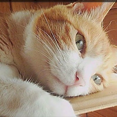 Chobisukek55252's profile picture. 