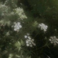 nagi (@toki22456) 's Twitter Profile