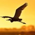 Ocells del Delta de l’Ebre (@ocellsdeltaebre) Twitter profile photo