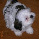 Sandy wolfe - @saucysandy - Twitter