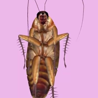 Hikarv_Zhi's profile picture.