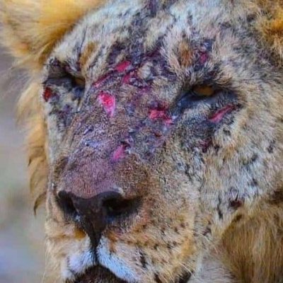 badzelise's profile picture. Tigers Do Not Cry🐆