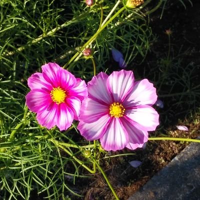 Y9lCOrfBPP16359's profile picture. 何事にもゆとりがほしいお年頃です