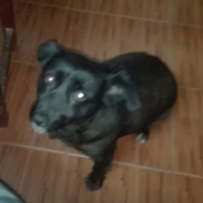 djluqui1's profile picture. 