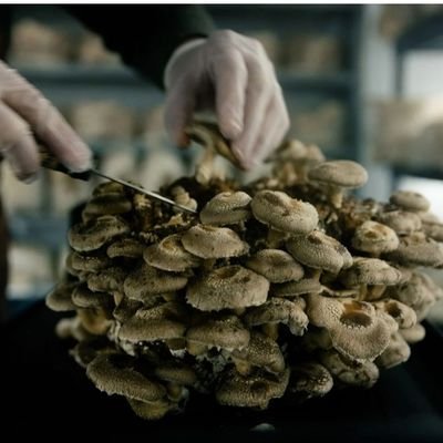 Mycicultrice et culture de champignons en intérieur extérieur ainsi que ventes de kits de champignons prêts à pousser
Site https://t.co/lX1rI1VxeP