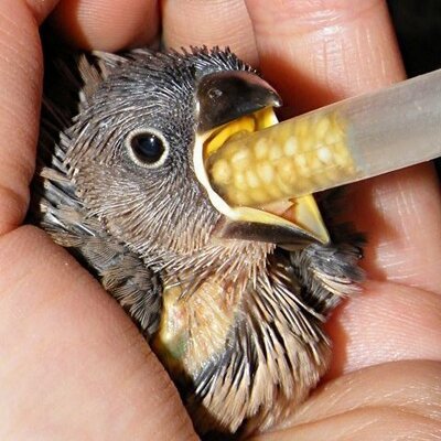 HanaeHoyam11393's profile picture. 