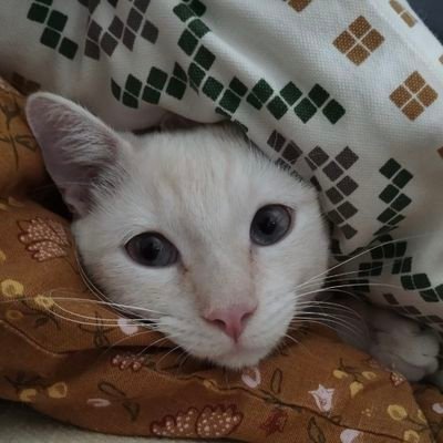 poco que decir...soñadora y amante de los gatos pero por encima de todo madre de un joven periodista que cumplira su sueño de ser escritor. 🖋