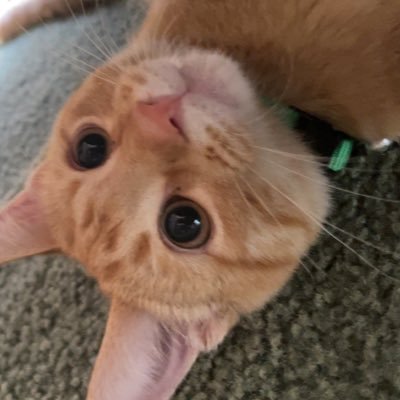 Hippiebitch2007's profile picture. i’m the human version of chaos