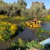 Avila Aquatic Services, Inc (@wetlandwrangler) Twitter profile photo Avila Aquatic Services, Inc (@wetlandwrangler) Twitter profile photo