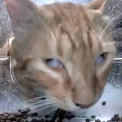 CesarRf85's profile picture. Bah!!!