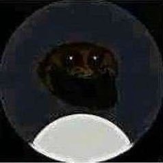 seamus_exe's profile picture.