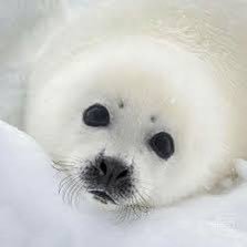 ChandlerHall96's profile picture. Be a patriot, not a nationalist.