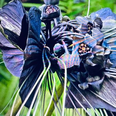 pdungb's profile picture. 