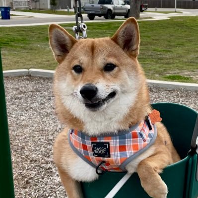 Schadiest1's profile picture. 