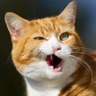 Web3 Enthusiast | Yapper | Cattttt