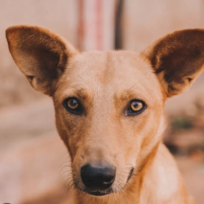 dogsman256's profile picture. #nonprofitorganization 
let's support  Dogs  lives 💪🐶
Am calling  out heros  to stand  with  in fighting  for dogs lives
https://t.co/rlS9fYTsdC