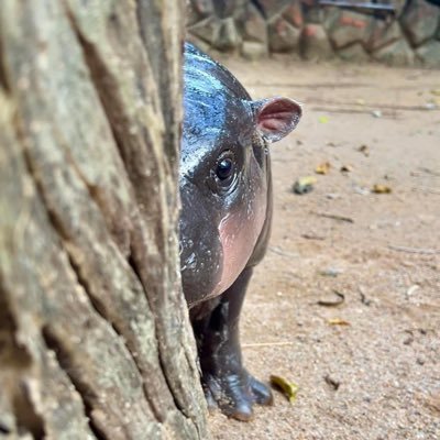 wildyllem's profile picture. 