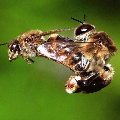 HoneyMandost's profile picture. Sakaryadan. Karasu ilcesinden Fındikçı ve ARICIYIM bal satarım.denizimiz sahilimiz.⚘çok guzel.gizlilik ve saygı.perdeleri olmayan ev gibi kalbim boşta sendoldur