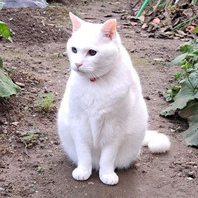 無言フォローお許しください。
