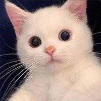 Ayş (@sonkahveyudumu) Twitter profile photo