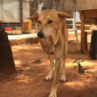 GOD'S GRACE PETS FOUNDATION (@jonathanri22) 's Twitter Profile