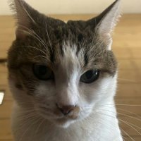 釜玉モズグス【手取りを増やす夏2025】 (@skillhunter555) 's Twitter Profile