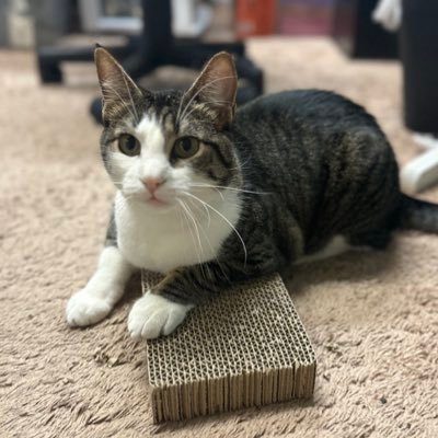 odo_bio_'s profile picture. tweet