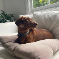 scraph (@scraphau) 's Twitter Profile