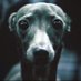 whimsickle (@wimsickle_) Twitter profile photo whimsickle (@wimsickle_) Twitter profile photo
