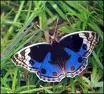 Butterfly lover.