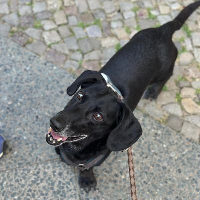 Cpt_Lochbart's profile picture. Vorsitzender SPD Bad Schwanzingen a. d. Fick
