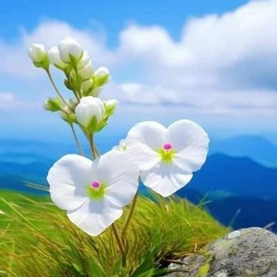 Its_Riizwan's profile picture. 