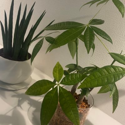 you5on's profile picture. 色んなゲームやります。