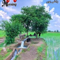 Rashid Ali (@rashidal009) 's Twitter Profile