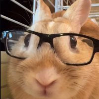 dede (@dedemeows) 's Twitter Profile Photo