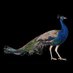 Biraj Das (@birajdas251) Twitter profile photo Biraj Das (@birajdas251) Twitter profile photo