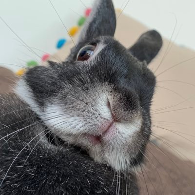 ぷり🐰ばにさんのプロフィール画像