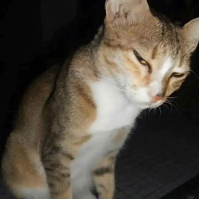 _amontag's profile picture. English | Deutsch | 日本語