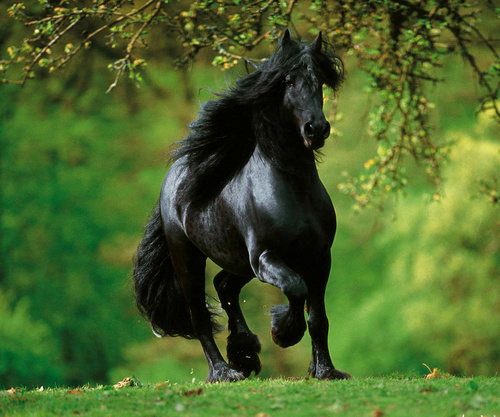 rlw1980's profile picture. single mother, born 1980, professional animal care provider. obsessed with horses. and my darkest days