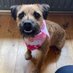 Peggy the Border Terrier CBE ๐๏ธ (@peggyborder) Twitter profile photo Peggy the Border Terrier CBE ๐๏ธ (@peggyborder) Twitter profile photo