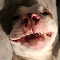 Common Sense Dead? (@ruggerjay) 's Twitter Profile