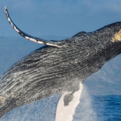 pinarfalay's profile picture. 