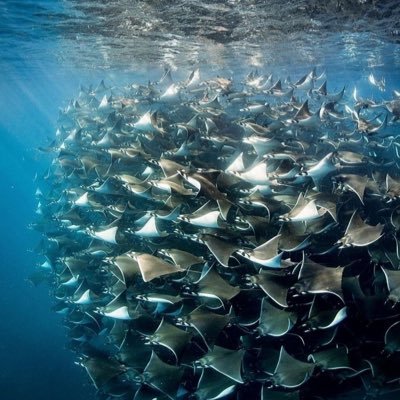 Marine__apex's profile picture. 