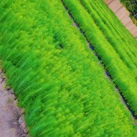 HEDMAN NURSERIES COMPANY LTD (@brendakaunda1) 's Twitter Profile Photo HEDMAN NURSERIES COMPANY LTD (@brendakaunda1) 's Twitter Profile Photo