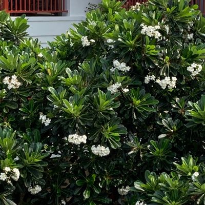 lynlldo's profile picture. Grandmother of 5, CB Bulldogs supporter,Tennis fan.