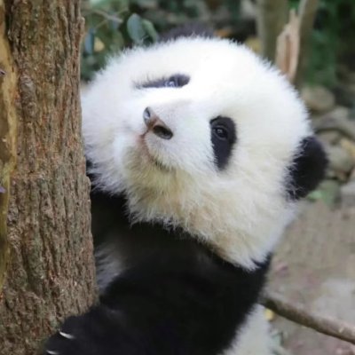 znszdzr's profile picture. 生死相托不离不弃心灵契合血脉相融