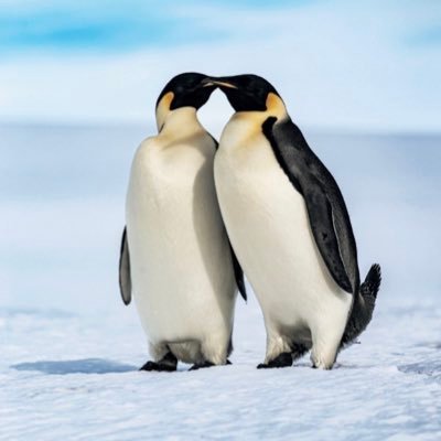 Sessiz_kadinn's profile picture. In search of sleep, sanity and The Shire.