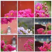 姹紫嫣红(互关) (@chazyh2024) 's Twitter Profile