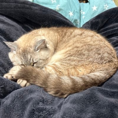 ノベルゲー、美少女ゲーが好きです。ソシャゲもいくつかやっています。猫が好き。 無言フォロー失礼します。趣味の合う方はフォロバさせていただきます！20↑